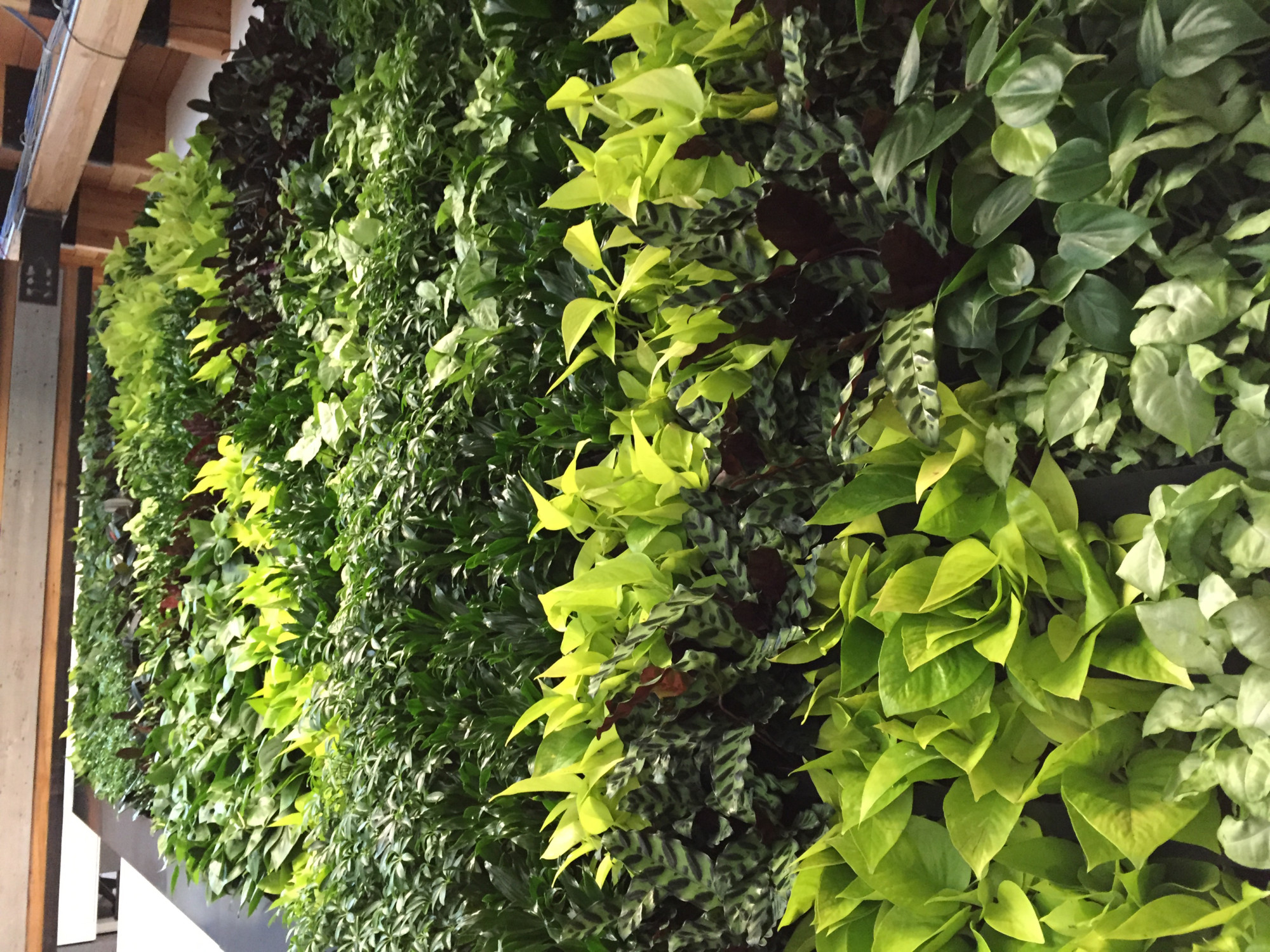 Living Wall