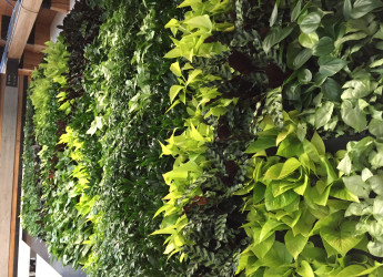 Living Wall